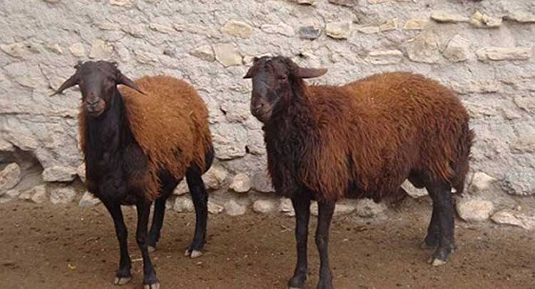 آموزش پرورش و نگهداری اصولی گوسفند