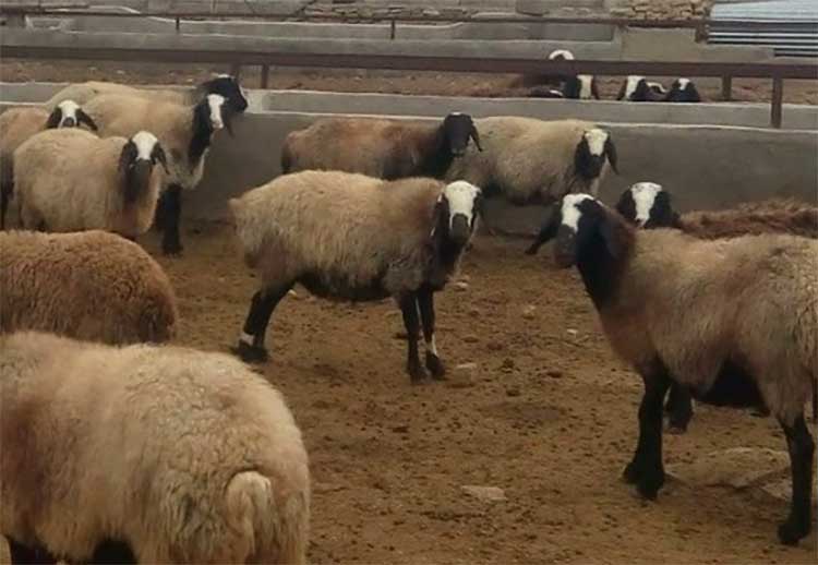 آموزش پرورش و نگهداری اصولی گوسفند