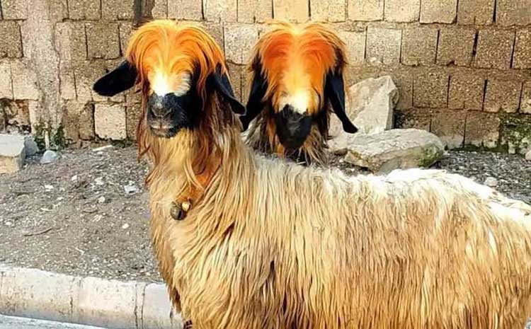 آموزش پرورش و نگهداری اصولی گوسفند