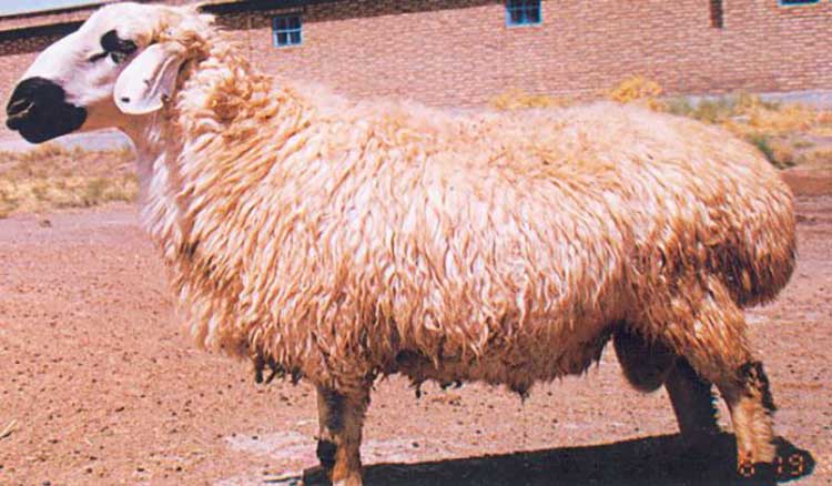 آموزش پرورش و نگهداری اصولی گوسفند