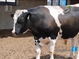 اصلاح نژاد گاو