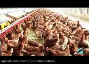 سالن مرغداری مجهز برای تولید تخم مرغ[01-02-27]