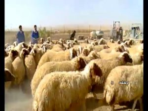 گوسفند سنجابی کرمانشاه]