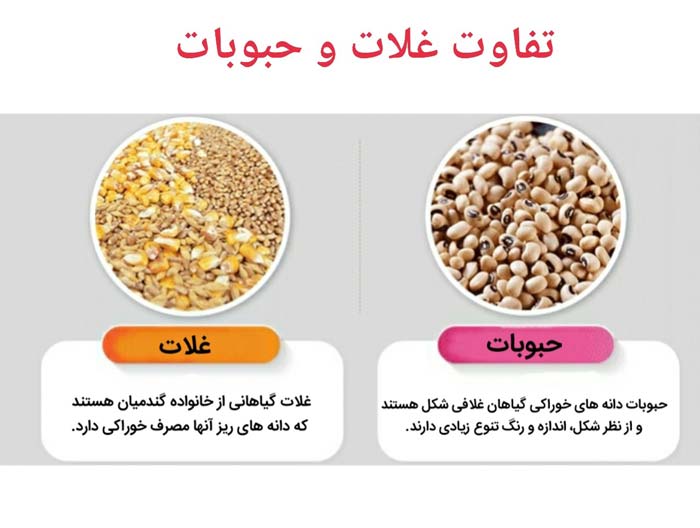 تفاوت حبوبات و غلات چیست؟ به زبان ساده - هنر فردی