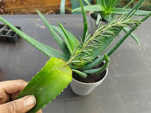 ماسک رزماری و آلوئه‌ورا