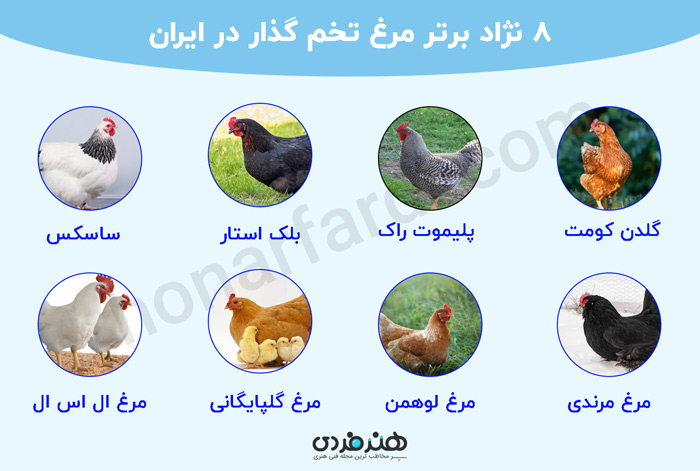 8 نژاد برتر مرغ تخم گذار در ایران 