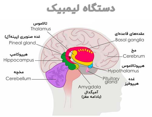 تقویت مغز | سلامت