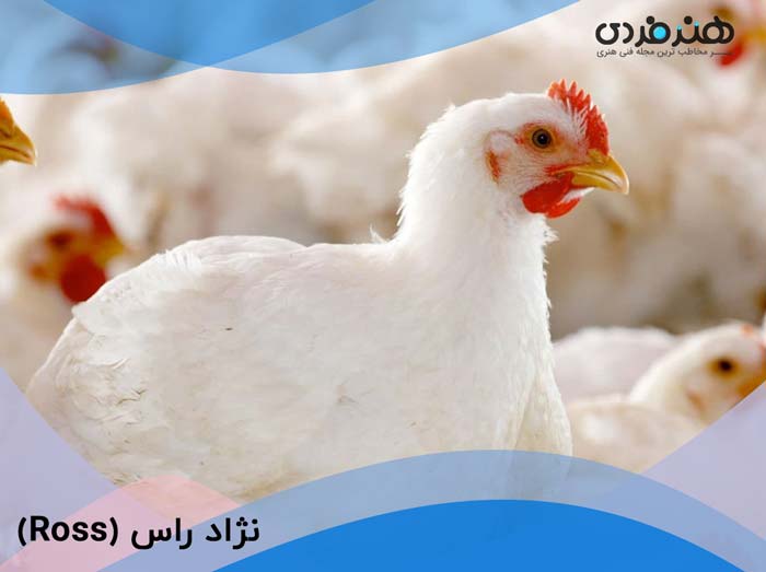 آموزش تصویری مرغداری | پرورش مرغ خانگی