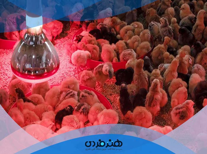 آموزش تصویری مرغداری | پرورش مرغ خانگی