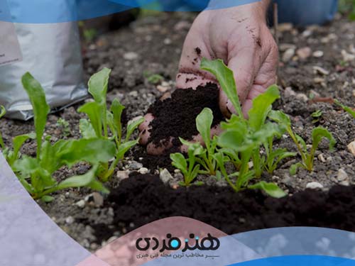 انگور | قهوه اسپرسو | قهوه عربیکا