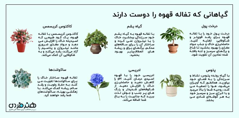 انگور | قهوه اسپرسو | قهوه عربیکا