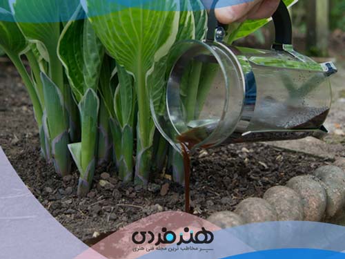 انگور | قهوه اسپرسو | قهوه عربیکا