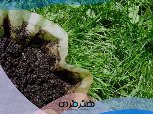 انگور | قهوه اسپرسو | قهوه عربیکا