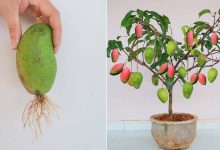 پرورش انبه: آموزش نحوه کاشت در کاشت در گلدان و باغچه