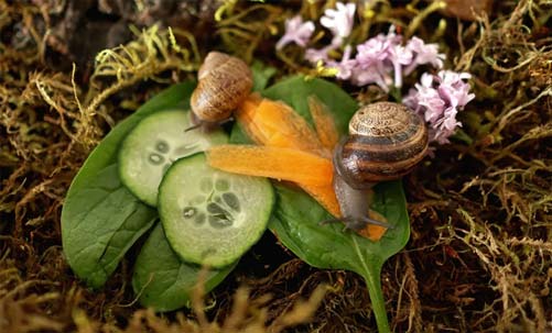 بستر مناسب برای تخم حلزون