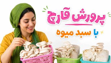 آموزش پرورش قارچ پرورش قارچ در سبد میوه در خانه از 0 تا 100 (فیلم و نکات مهم)