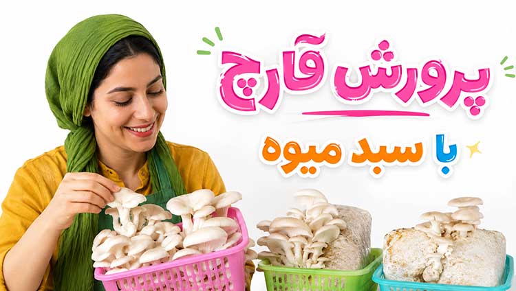 آموزش پرورش قارچ پرورش قارچ در سبد میوه در خانه از 0 تا 100 (فیلم و نکات مهم)