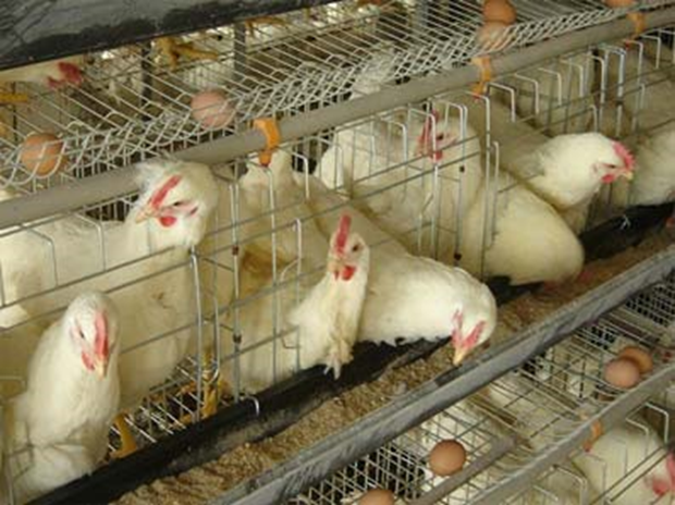 آموزش تصویری مرغداری شیب کف قفس