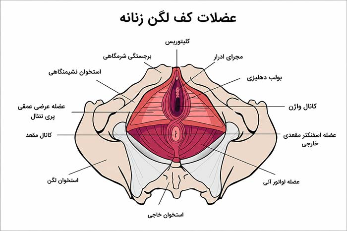 عضلات کف لگن 