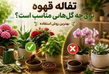 تفاله قهوه برای چه گلهایی مناسب است؟ بهترین روش استفاده