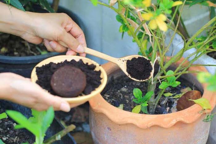 نیازهای خاک درخت گردو و تداخل با تفاله قهوه
